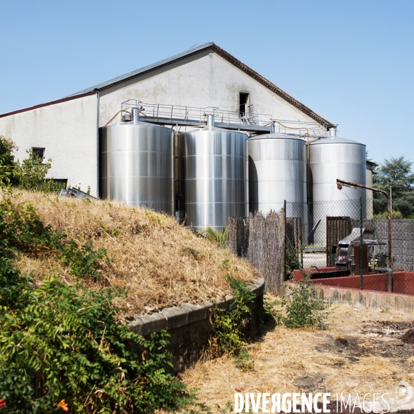 La vigne en biodynamie