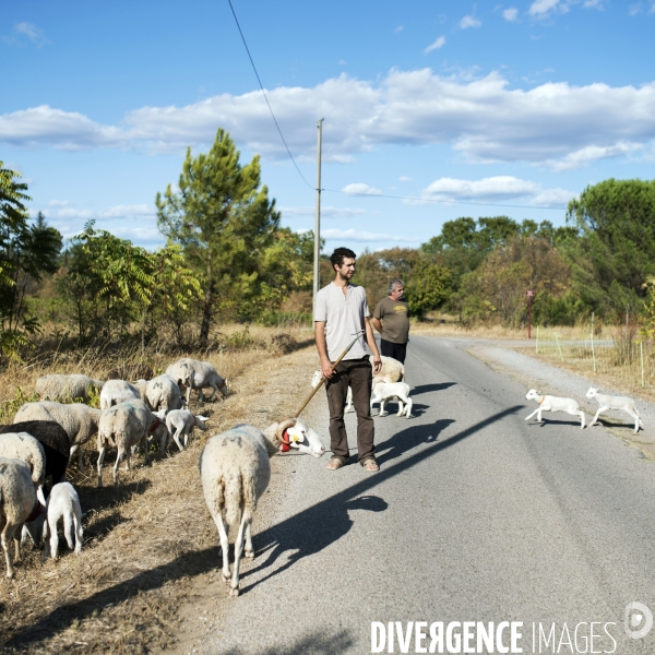 La vigne en biodynamie