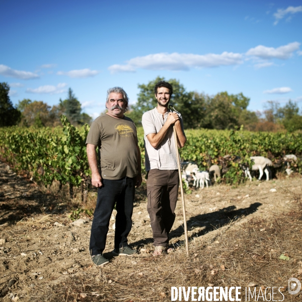 La vigne en biodynamie