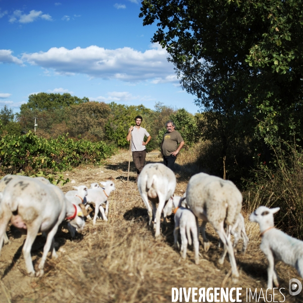 La vigne en biodynamie