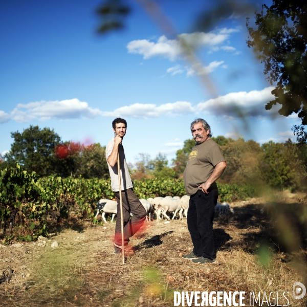 La vigne en biodynamie