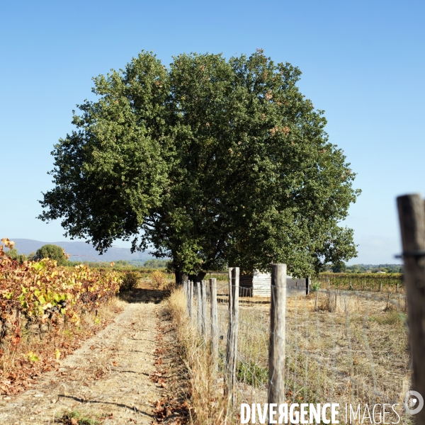 La vigne en biodynamie