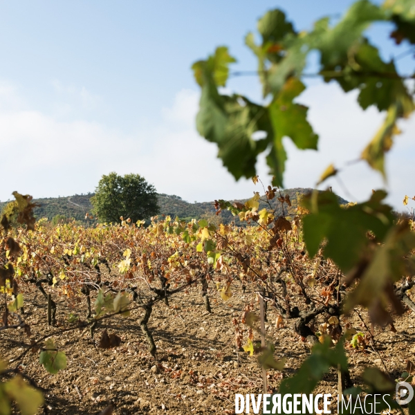 La vigne en biodynamie