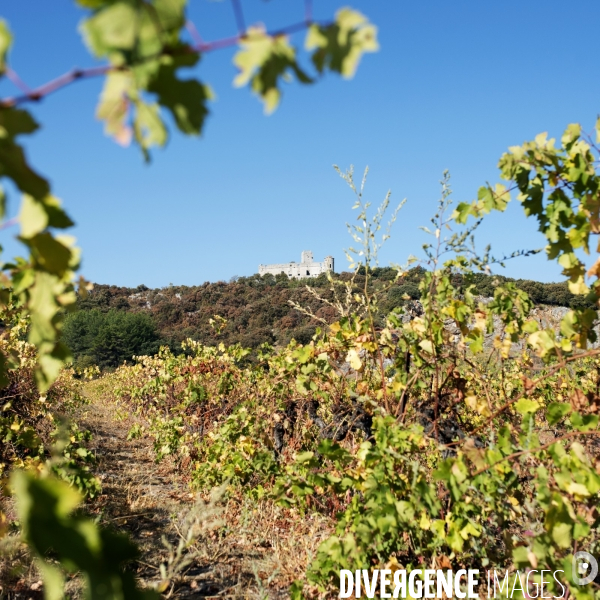 La vigne en biodynamie