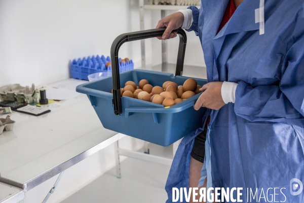 Aude & ses Cocottes / Oeufs Bio