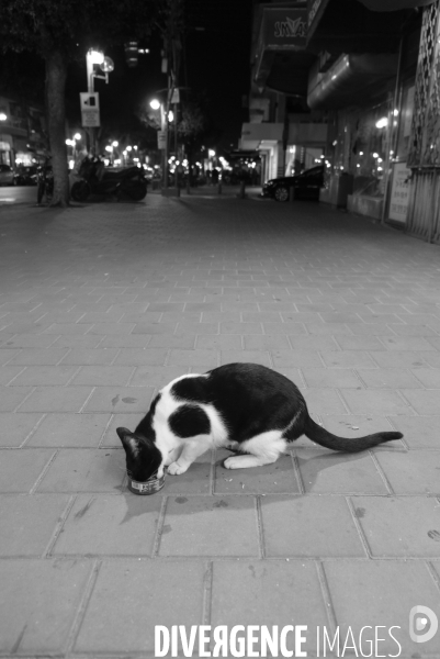 La folie des animaux à Tel AVIV