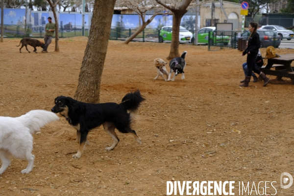 La folie des animaux à Tel AVIV