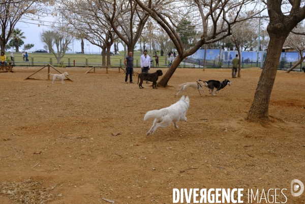 La folie des animaux à Tel AVIV