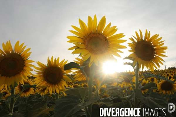 Culture de Tournesol dans le Lot-et-Garonne