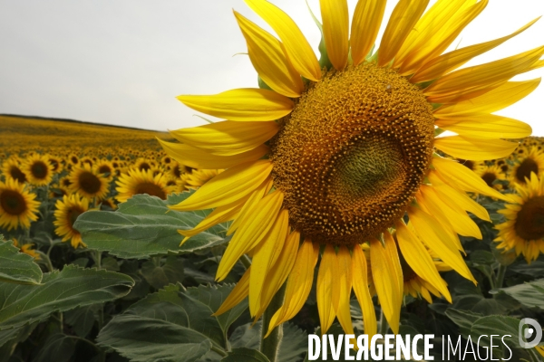 Culture de Tournesol dans le Lot-et-Garonne