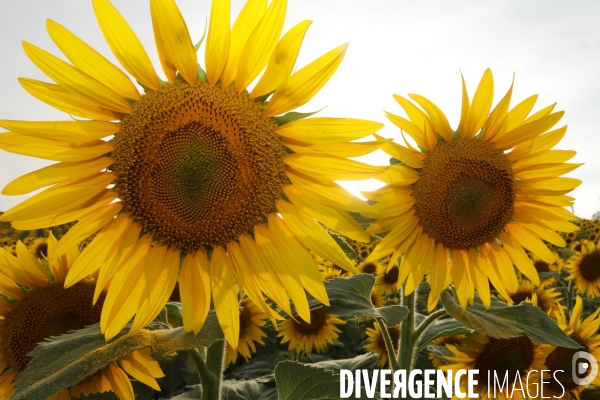 Culture de Tournesol dans le Lot-et-Garonne