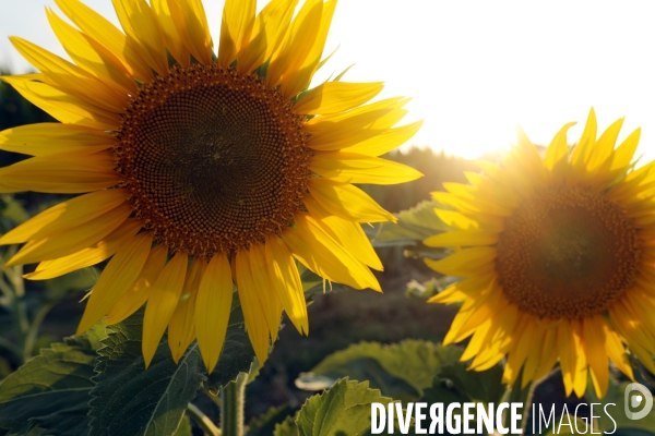 Culture de Tournesol dans le Lot-et-Garonne