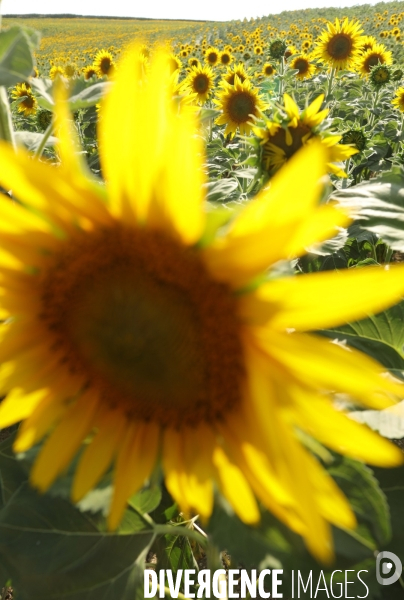 Culture de Tournesol dans le Lot-et-Garonne