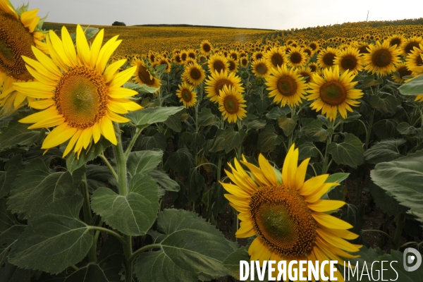 Culture de Tournesol dans le Lot-et-Garonne