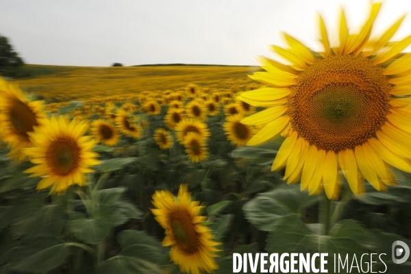 Culture de Tournesol dans le Lot-et-Garonne