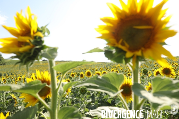 Culture de Tournesol dans le Lot-et-Garonne
