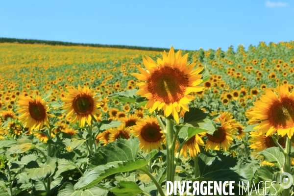 Culture de Tournesol dans le Lot-et-Garonne