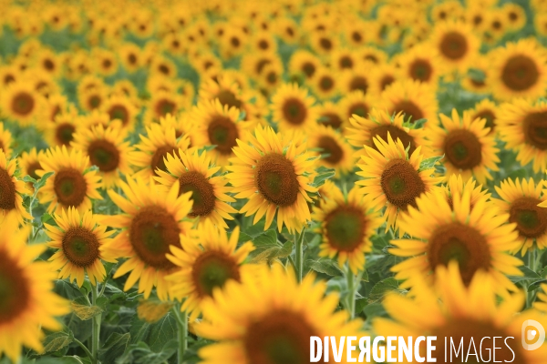 Culture de Tournesol dans le Lot-et-Garonne