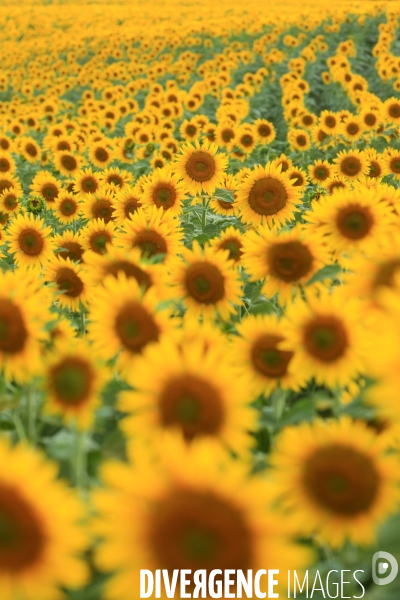 Culture de Tournesol dans le Lot-et-Garonne