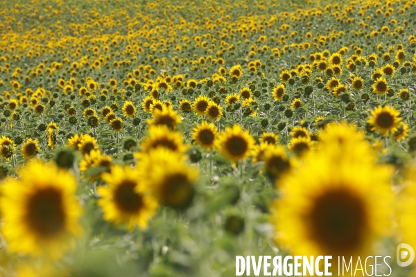 Culture de Tournesol dans le Lot-et-Garonne