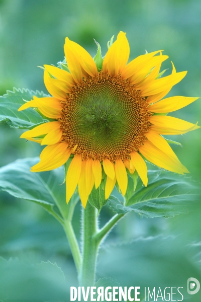 Culture de Tournesol dans le Lot-et-Garonne