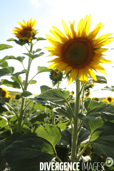 Culture de Tournesol dans le Lot-et-Garonne