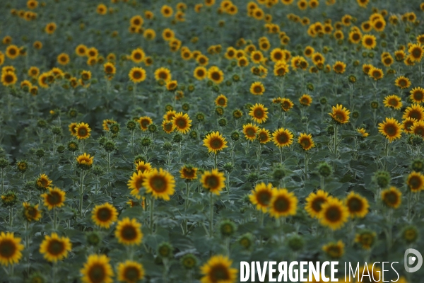 Culture de Tournesol dans le Lot-et-Garonne