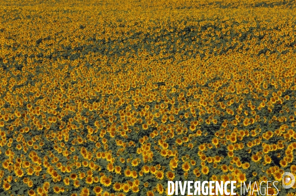 Culture de Tournesol dans le Lot-et-Garonne