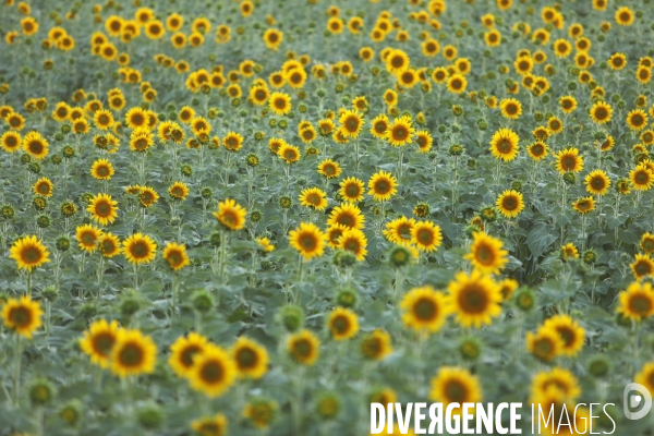 Culture de Tournesol dans le Lot-et-Garonne