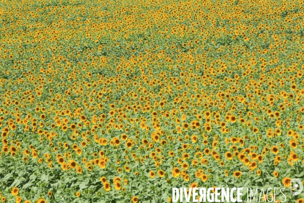 Culture de Tournesol dans le Lot-et-Garonne