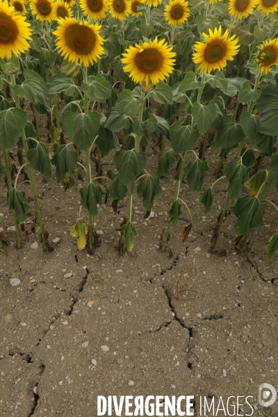 Culture de Tournesol dans le Lot-et-Garonne