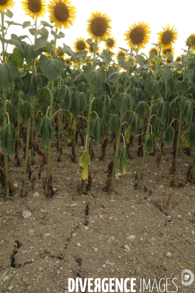 Culture de Tournesol dans le Lot-et-Garonne