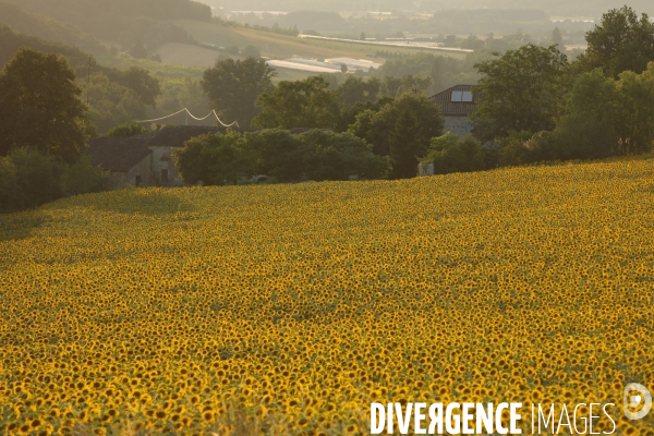 Culture de Tournesol dans le Lot-et-Garonne