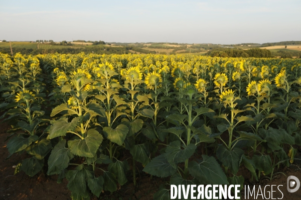 Culture de Tournesol dans le Lot-et-Garonne