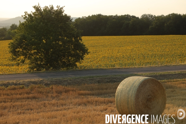 Culture de Tournesol dans le Lot-et-Garonne