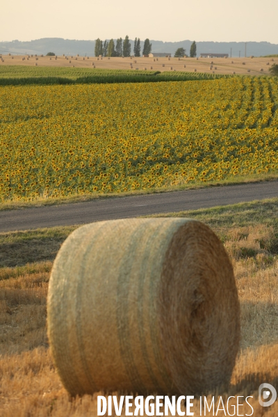 Culture de Tournesol dans le Lot-et-Garonne