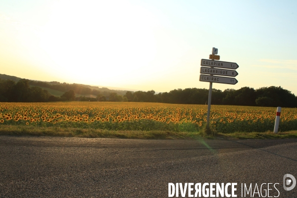 Culture de Tournesol dans le Lot-et-Garonne