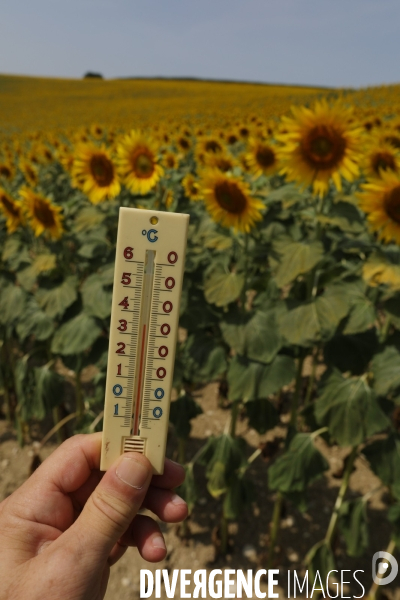 Culture de Tournesol dans le Lot-et-Garonne
