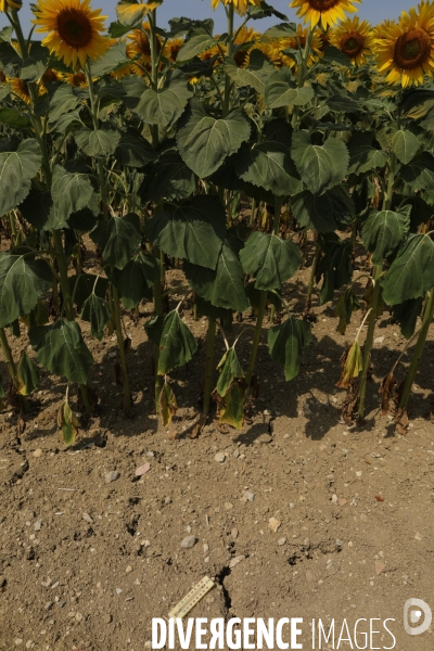 Culture de Tournesol dans le Lot-et-Garonne