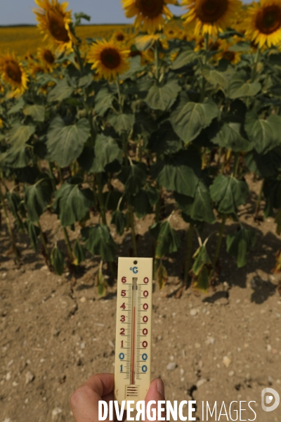 Culture de Tournesol dans le Lot-et-Garonne