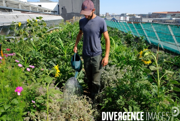 Maraîchage sur les toits du Fashion Center d  Aubervilliers
