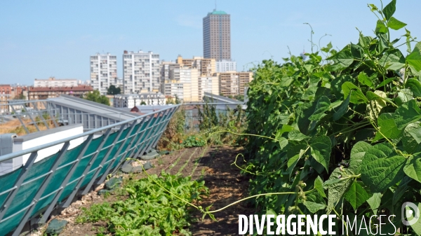 Maraîchage sur les toits du Fashion Center d  Aubervilliers