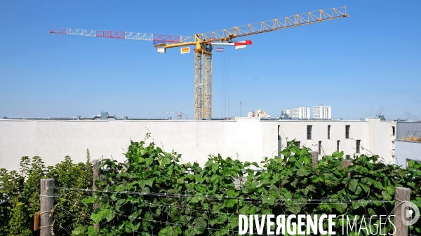 Maraîchage sur les toits du Fashion Center d  Aubervilliers