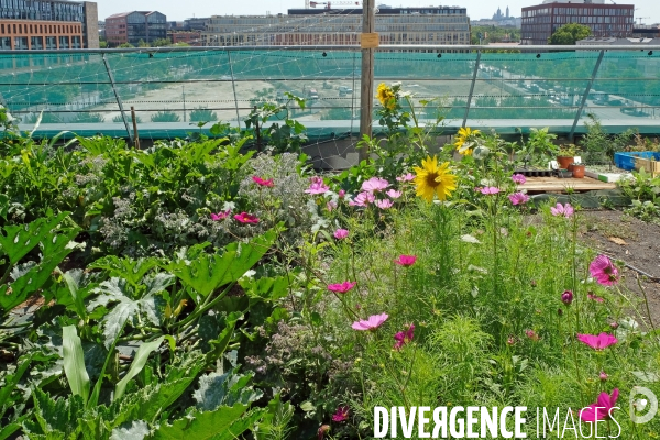 Maraîchage sur les toits du Fashion Center d  Aubervilliers