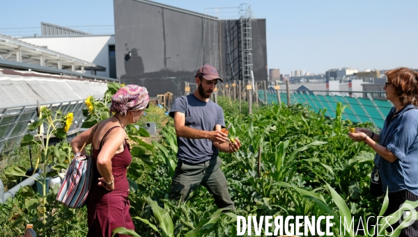 Maraîchage sur les toits du Fashion Center d  Aubervilliers