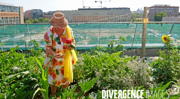 Maraîchage sur les toits du Fashion Center d  Aubervilliers