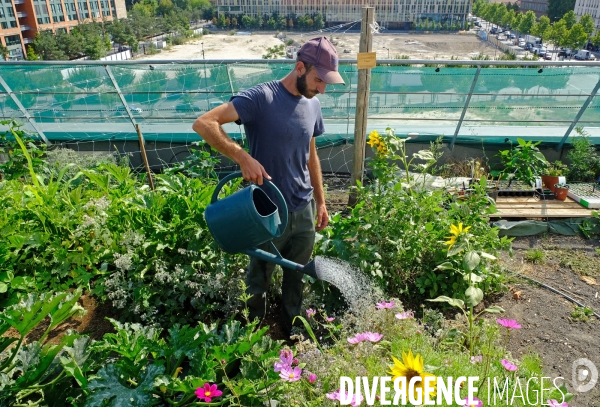 Maraîchage sur les toits du Fashion Center d  Aubervilliers