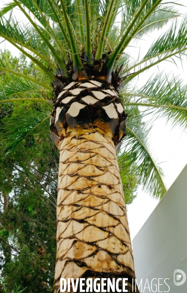 Taille traditionnelle des palmiers à Majorque