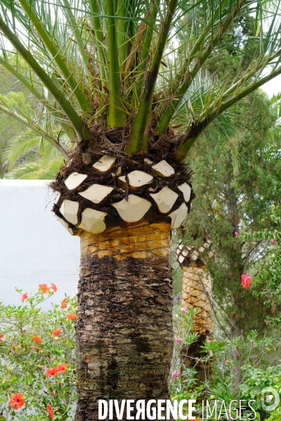 Taille traditionnelle des palmiers à Majorque