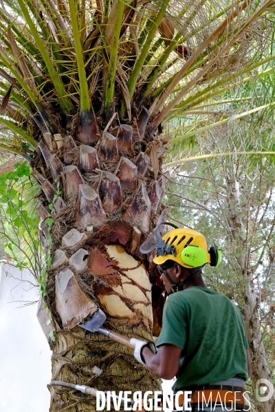 Taille traditionnelle des palmiers à Majorque